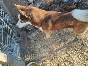 Se vinde mascul husky varsta 3 ani - imagine 3
