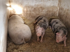 Porci de vânzare  - imagine 3