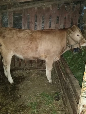 Vand junica vitea vitel - imagine 2