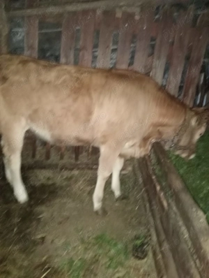 Vand junica vitea vitel