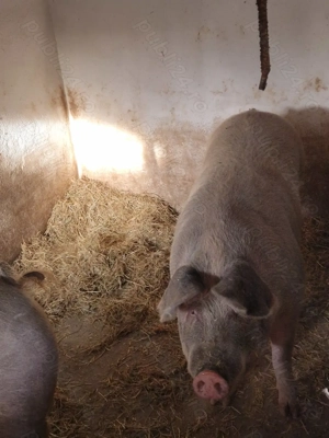 Porci de vânzare  - imagine 2