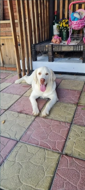 Vand femela de lqbrador rasa pură!!!! - imagine 3