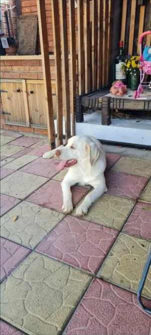 Vand femela de lqbrador rasa pură!!!! - imagine 2