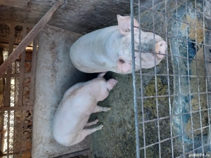 vimd  porci  180kg 15 roni