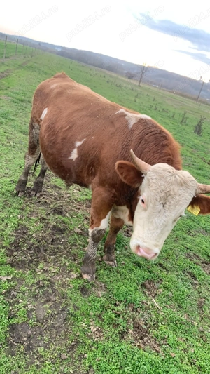 Vând taur bălțata românească 