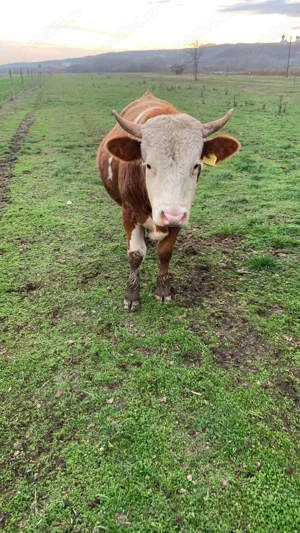 Vând taur bălțata românească  - imagine 2