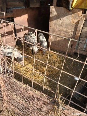 Vând 4 masculi de12 săptămâni 300 RON bucata și șoldani 500 RON bucata - imagine 2