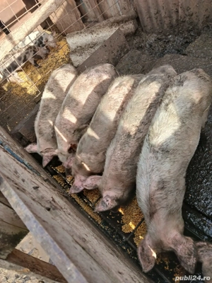 Vând 4 masculi de12 săptămâni 300 RON bucata și șoldani 500 RON bucata