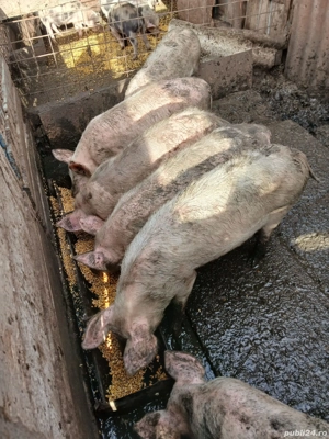 Vând 4 masculi de12 săptămâni 300 RON bucata și șoldani 500 RON bucata - imagine 3