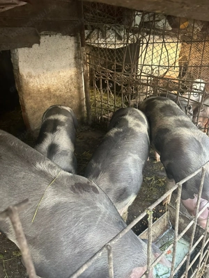 Porci pentru sacrificat 100-140kg Bio - imagine 2