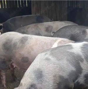 Porci de vanzare Crăciun  - imagine 3