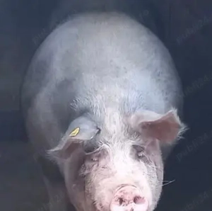 Porci de vanzare Crăciun  - imagine 2