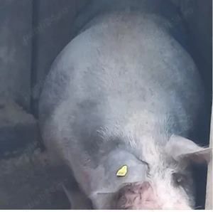 Porci de vanzare Crăciun  - imagine 4