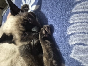 Pisică Siameză   băiețel de 5 luni, jucăuș și foarte blând - imagine 2