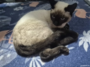 Pisică Siameză   băiețel de 5 luni, jucăuș și foarte blând