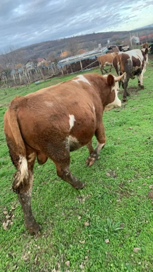 Vând taur bălțata românească  - imagine 3