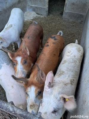 porci de canzare  - imagine 4