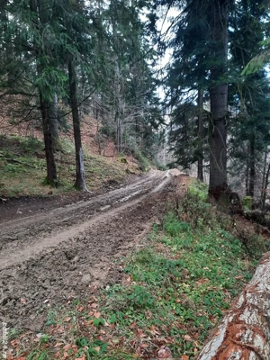 Teren forestier 2.500 mp, Vadurele   comuna Alexandru cel Bun, jud. Neamț - imagine 5