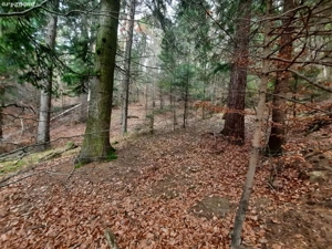 Teren forestier 2.500 mp, Vadurele   comuna Alexandru cel Bun, jud. Neamț - imagine 4