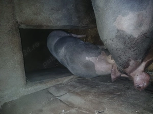 Vand.  Porc. - imagine 2