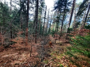 Teren forestier 2.500 mp, Vadurele   comuna Alexandru cel Bun, jud. Neamț