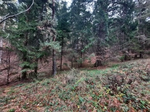 Teren forestier 2.500 mp, Vadurele   comuna Alexandru cel Bun, jud. Neamț - imagine 3