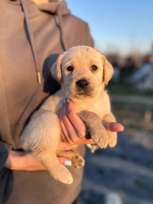 Pui Labrador Retriever Fetițe  - imagine 3