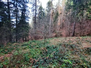 Teren forestier 2.500 mp, Vadurele   comuna Alexandru cel Bun, jud. Neamț - imagine 2