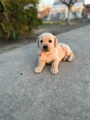 Pui Labrador Retriever Fetițe  - imagine 2