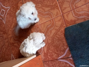 pui bichoni - imagine 2
