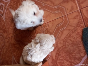 pui bichoni - imagine 3