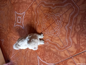 pui bichoni - imagine 4