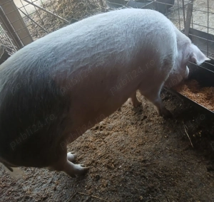 Porci de vânzare 250-350 kg - imagine 3