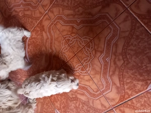 pui bichoni - imagine 5