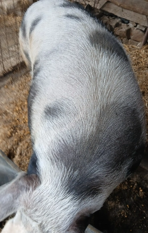 Porci de vânzare 250-350 kg - imagine 2