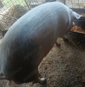 Porci de vânzare 250-350 kg - imagine 4