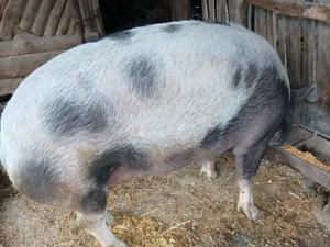 Porci de vânzare 250-350 kg