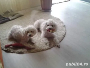 caniche pudel alb  - imagine 3