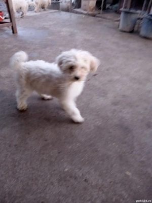 caniche pudel alb  - imagine 4