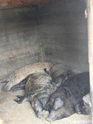 Purcei de Mangalita  - imagine 2