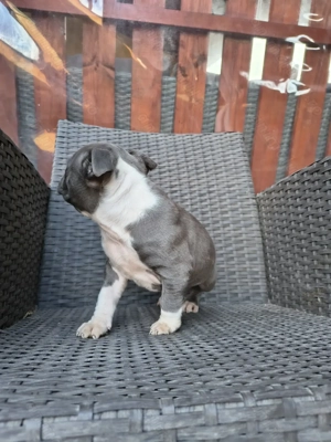 Amstaff Blue rasa pura  - imagine 2