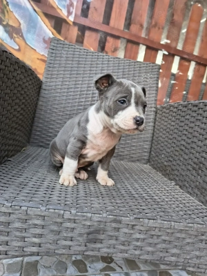 Amstaff Blue rasa pura  - imagine 3