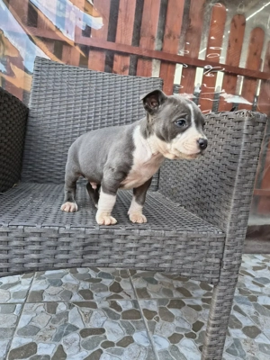 Amstaff Blue rasa pura  - imagine 5