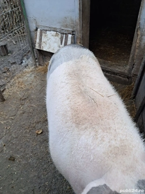 vand porc   - imagine 2