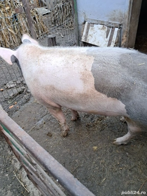 vand porc   - imagine 3