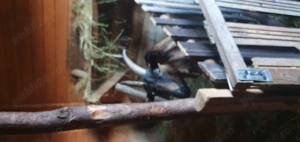 Capre alpine franceze 