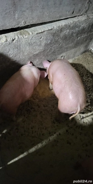 3 scrofite si 3 vieri