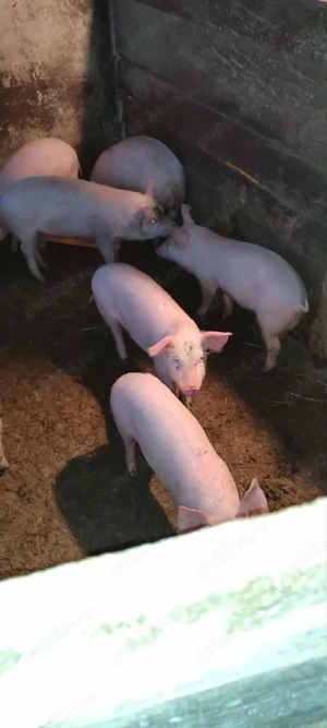 Vand purcei - Cojocna - imagine 2