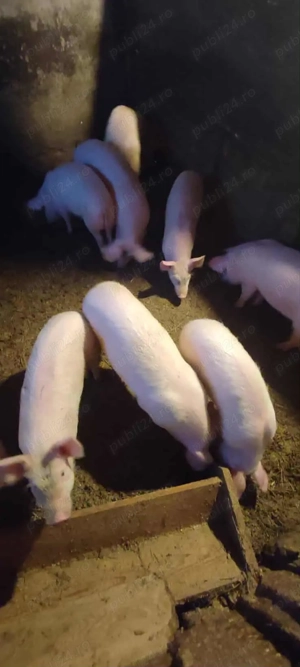 Vand purcei - Cojocna - imagine 3