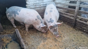 vand porcii - imagine 2